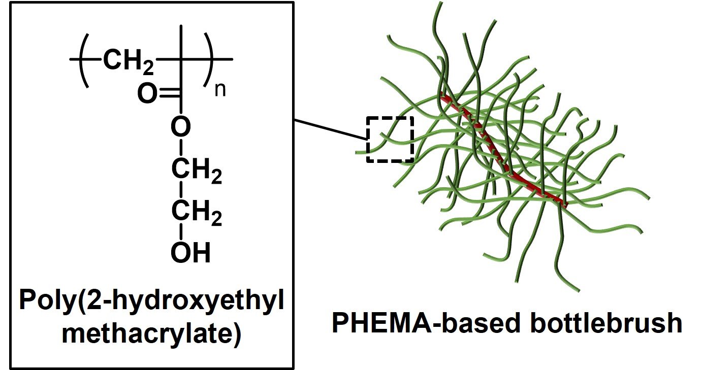 PHEMA-based bottlebrush.jpg
