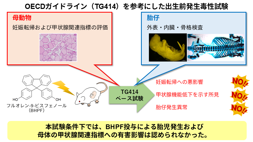 260511_BHPF_Graphical_abstract_JP.png